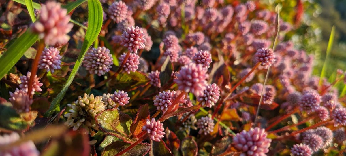 openscapes's tweet image. Our Spring Champions Cohort starts May 6 🌷🌹! This is an open call for environmental and Earth science research teams to develop #OpenDataScience practices and is free for participants. 

Please help spread the word - nominations until April 1: openscapes.github.io/events/posts/2…