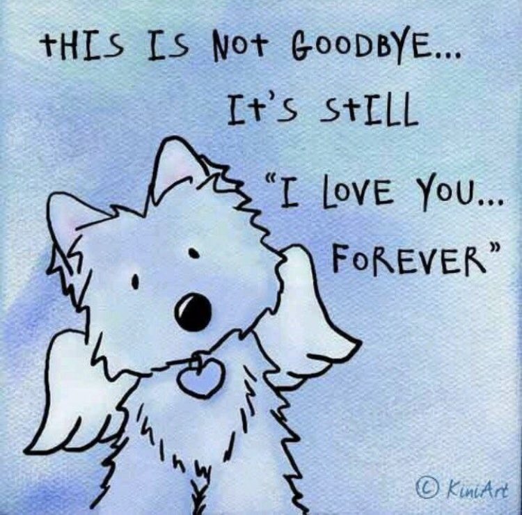 catgirl321's tweet photo. @HarrynPogue Dear Harry’s Mum, I so terribly sorry beloved Haz has left you because it was time for him to collect his wings at Rainbow Bridge🌈😿 *gentle pawhugs* Sending you masses soft purrs❤️🐾 #NewAngel #ForeverLove #AngelHarry #AngelsTogether #hugsforhaz #ZSHQ #THERUFFRIDERZ #OTLFP
1/2 https://t.co/ZZKXwQAbnc