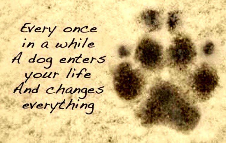 catgirl321's tweet photo. @HarrynPogue Dear Harry’s Mum, I so terribly sorry beloved Haz has left you because it was time for him to collect his wings at Rainbow Bridge🌈😿 *gentle pawhugs* Sending you masses soft purrs❤️🐾 #NewAngel #ForeverLove #AngelHarry #AngelsTogether #hugsforhaz #ZSHQ #THERUFFRIDERZ #OTLFP
1/2 https://t.co/ZZKXwQAbnc