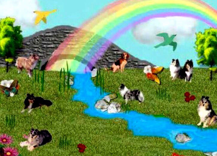 catgirl321's tweet photo. @HarrynPogue Please know that when Haz arrived at Rainbow Bridge in the arms of one of God’s Angels, me and efurryone at RB were standing at the gates to welcome him🌈🌟 We taking best care of him now💜🐾 #ForeverLove #AngelHarry #AngelsTogether #hugsforhaz #ZSHQ #THERUFFRIDERZ #OTLFP
2/2 https://t.co/TJKLkJ4R3I