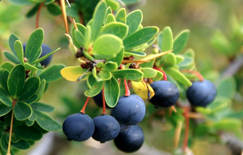 Alimentos como fuentes de antioxidantes: ¿Qué son los antioxidantes y para qué sirven?

✅Aprendamos más junto a la investigadora de #INIALaPlatina María Teresa Pino 
<a href="/MTeresa82024805/">MTeresa</a>
 
👉bit.ly/3I7f349