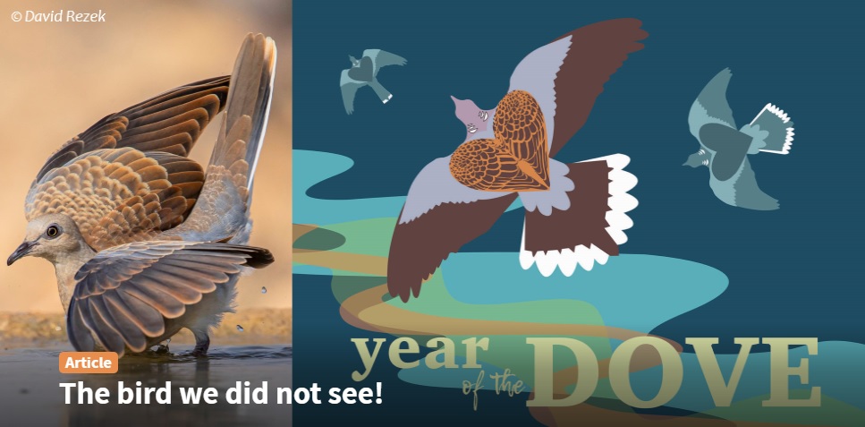 BirdLife Israel (@birdlifeisrael) on Twitter photo "We wanted to see them because they're the theme of #COTF22 - the #YearOfTheDove. So as we set out at midnight that day...."
A wonderful article about this year's Champions of the Flyway race, by <a href="/WomenInSteppe/">Women In Steppe</a>'s Alen, on the site now: birds.org.il/en/article/ale… "We wanted to see them because they're the theme of #COTF22 - the #YearOfTheDove. So as we set out at midnight that day...."
A wonderful article about this year's Champions of the Flyway race, by <a href="/WomenInSteppe/">Women In Steppe</a>'s Alen, on the site now: birds.org.il/en/article/ale…