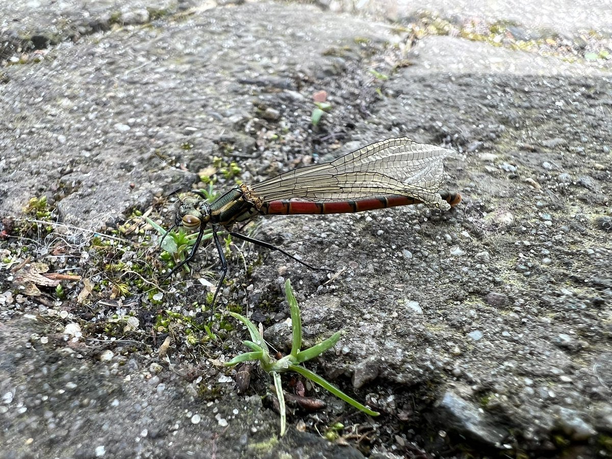 Marcel Klootwijk (@vogelsinbeeld) on Twitter photo Vandaag de 1e libel/juffer van #Zeeland in onze stadstuin. Deze #vuurjuffer is erg vroeg bij! <a href="/vlinderNL/">De Vlinderstichting</a> #fenologie <a href="/waarneming/">Waarneming.nl</a> Vandaag de 1e libel/juffer van #Zeeland in onze stadstuin. Deze #vuurjuffer is erg vroeg bij! <a href="/vlinderNL/">De Vlinderstichting</a> #fenologie <a href="/waarneming/">Waarneming.nl</a>