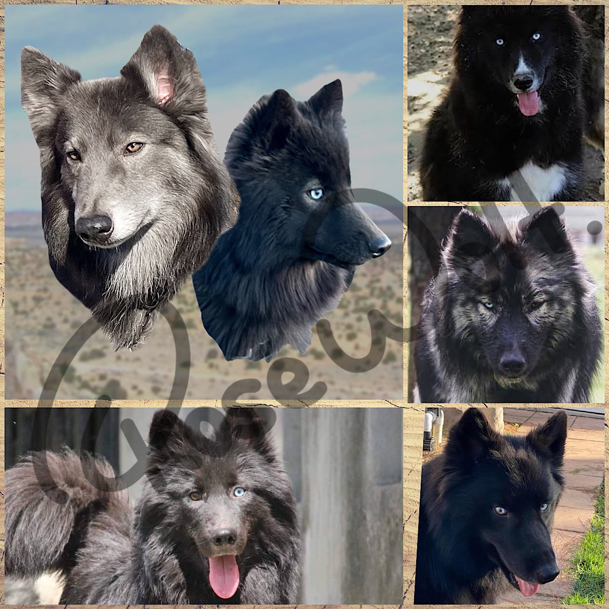 ローズ ウルフ子犬情報 Rosewolf Puppy Twitter ローズ ウルフ子犬情報 Rosewolf Puppy Twitter