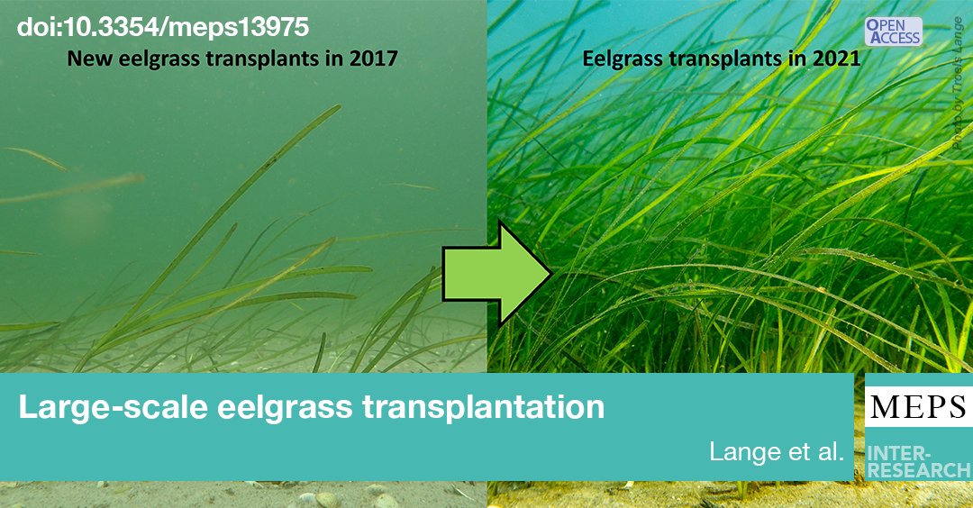 Marine Ecology Progress Series (MEPS) (@meps_ir) on Twitter photo Ecosystem services (e.g. CO2 capture and nutrient retention) were regained within 2 years of a large-scale #seagrass #restoration in a Danish estuary
bit.ly/meps_685_97
<a href="/TroelsLange/">Troels Lange</a> Ecosystem services (e.g. CO2 capture and nutrient retention) were regained within 2 years of a large-scale #seagrass #restoration in a Danish estuary
bit.ly/meps_685_97
<a href="/TroelsLange/">Troels Lange</a>