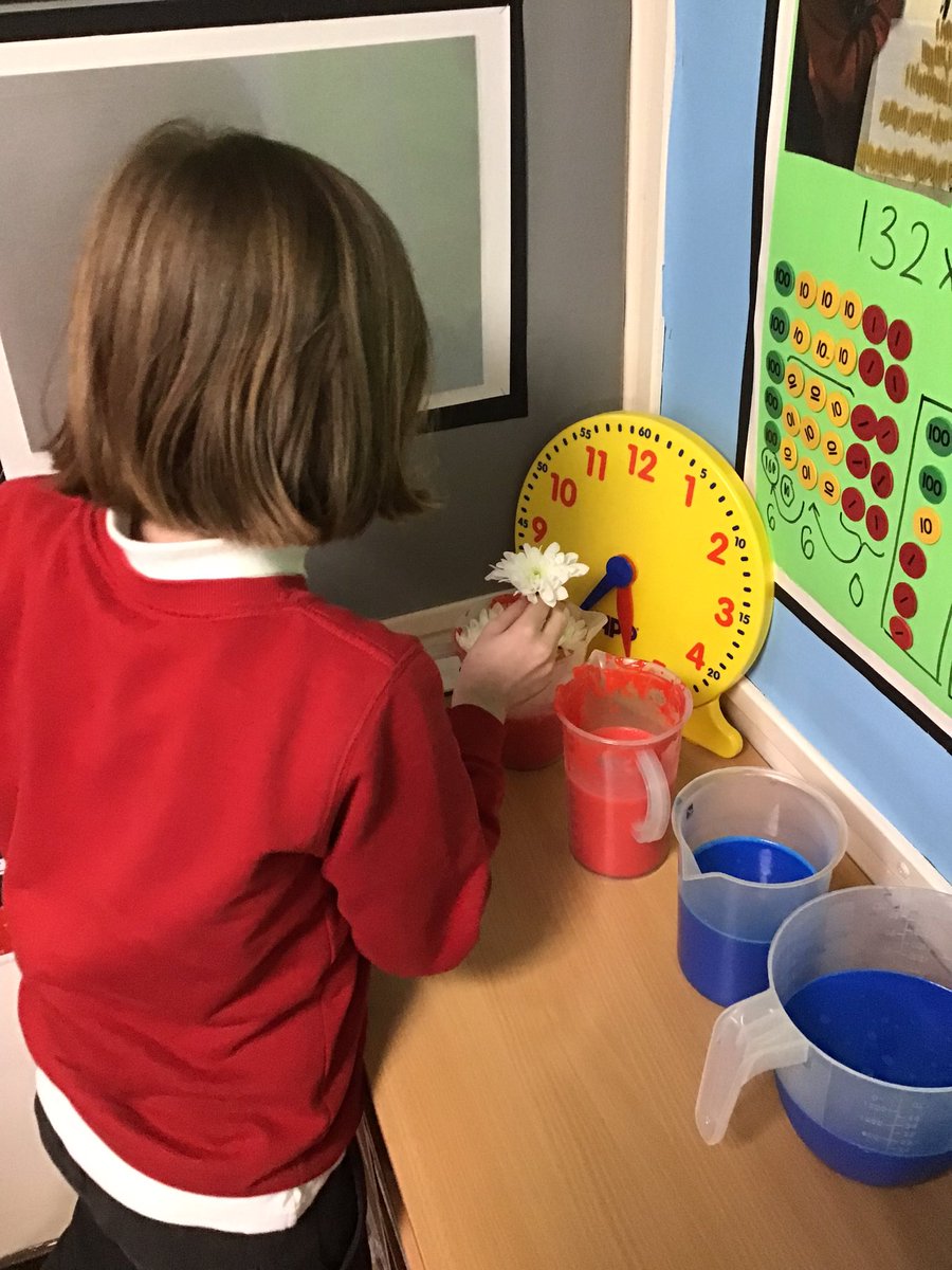 OakfieldY4's tweet photo. Kicking off science week by carrying out an experiment to investigate water transportation in plants. We have put celery, watercress and white flowers in water with red and blue ink. We will report our findings at the end of the week! #oakfieldscience #scienceweek https://t.co/KByMaNrTrN