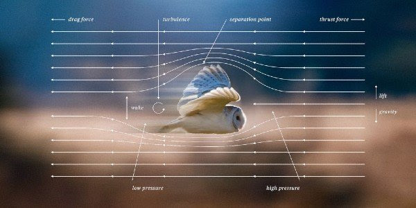 Why Owls Are a 'Spirit Animal' For Engineers Building Quieter Aircraft - Prof Justin <a href="/JaworskiFSI/">Justin W. Jaworski</a>'s work in fluid dynamics examines which characteristics of owl wings are responsible for this near-silent flight. @LehighMem
<a href="/lehighengineers/">Lehigh Engineers</a> <a href="/LehighU/">Lehigh University</a>

popularmechanics.com/technology/inf…