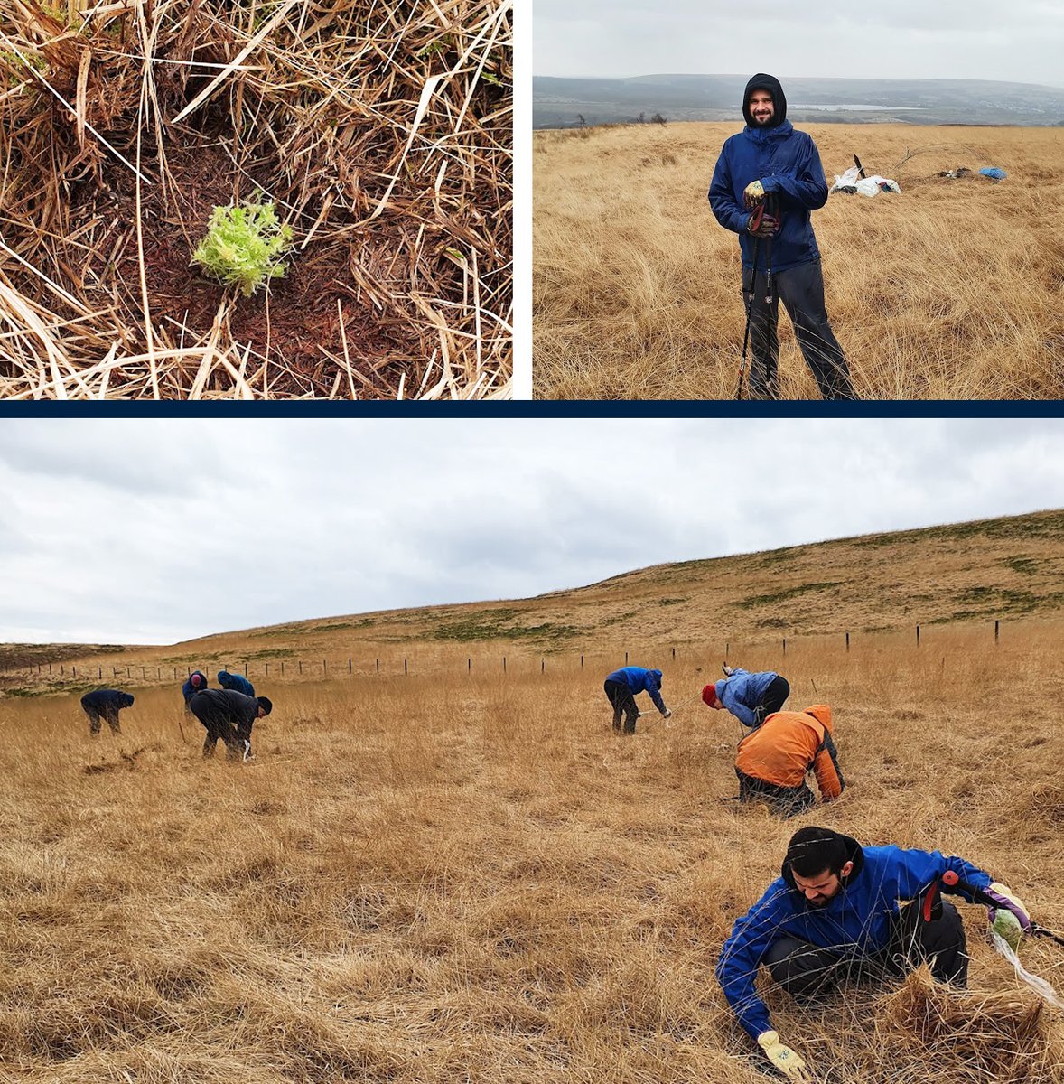 DBDLimited's tweet photo. #ScienceWeek #FunFact Did you know that globally #peatland stores more #carbon than all the world’s forests – if it erodes, carbon gets released.
Last week Neal volunteered to plant #Sphagnum #moss on #Winter #Hill's peatland - moss keeps it #waterlogged and stops the #erosion. https://t.co/j50bbaV5UV