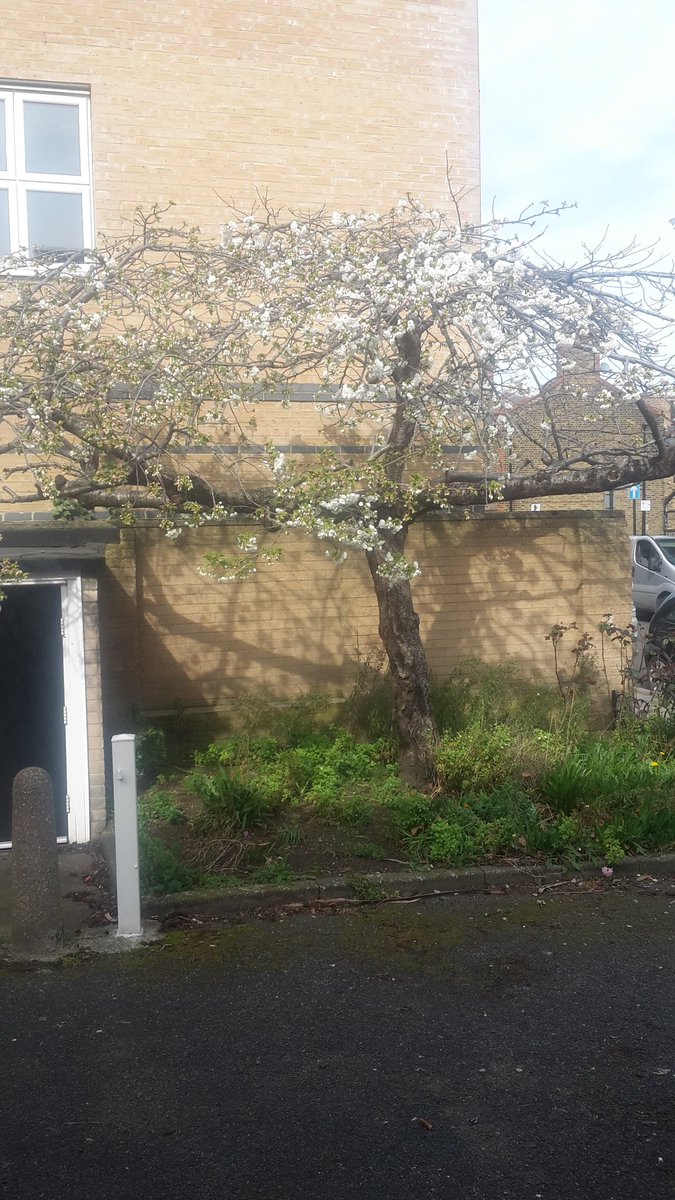 Its maddening when 4 yrs of inaction by Tower Hamlets Homes in LBTH is at best lackluster in protecting the environment.  One of the most beautiful cherry trees in East London may fail owing to neglect. A disease seems to be spreading. we need an expert not the area caretaker.
