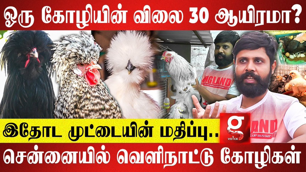 galattadotcom's tweet photo. Will the chickens be healthy if they are involved in cross breeding ?
▶️ Watch it here
🔗https://t.co/MQS0McUwoI
#FancyChickenBreeds #FancyChicken #FancyChickenInChennai https://t.co/B5yeUZb5Li