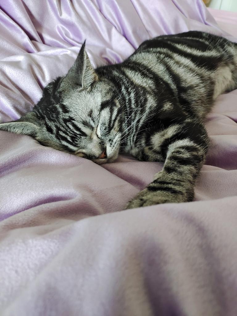 kassydaybyday's tweet photo. 她好可爱���

#CatsOnTwitter #CuteCats #猫の居る暮らし https://t.co/DtWb4RNiyS