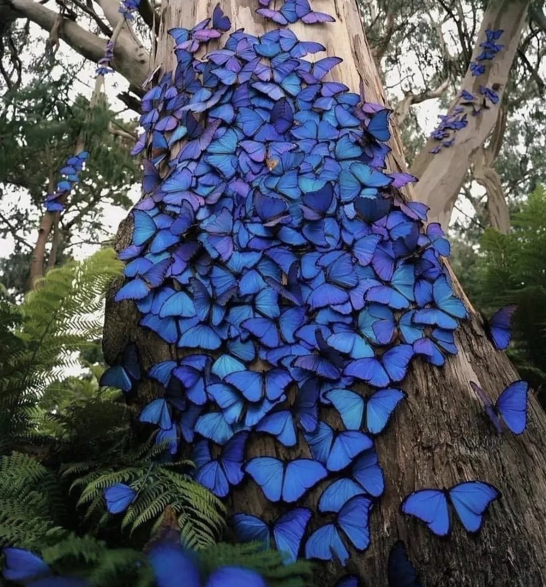 jdncnsk's tweet photo. “Butterflies can’t see their wings. They can’t see how truly beautiful they are, but everyone else can. People are like that as well”- Naya Riviera. https://t.co/ek0uomn8oz