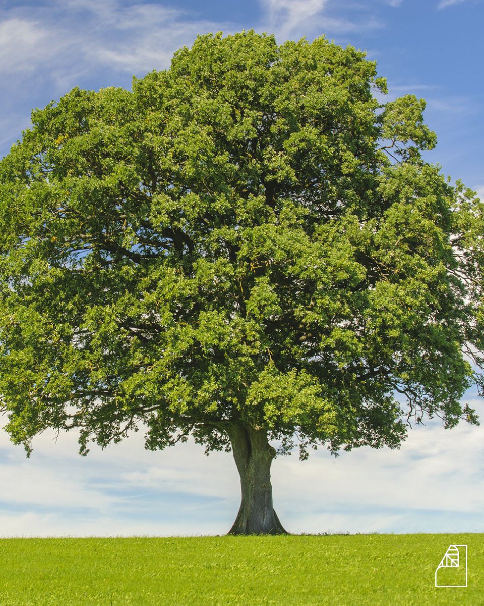 🌳 Trivia Tuesday: Did you know ...

... that one large oak tree can absorb 100 gallons of water in a day?
... that recycled paper manufacturing uses up to 25 % less water to make recycled fiber papers instead of virgin paper?

Put a 🌳 in the comments if you want more Trivia!