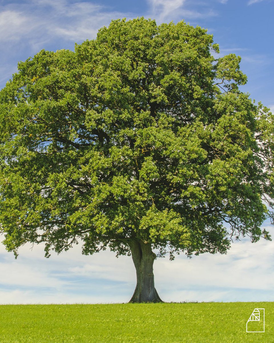 🌳 Trivia Tuesday: Did you know ... ... that one large oak tree can absorb 100 gallons of water in a day? ... that recycled paper manufacturing uses up to 25 % less water to make recycled fiber papers instead of virgin paper? Put a 🌳 in the comments if you want more Trivia!