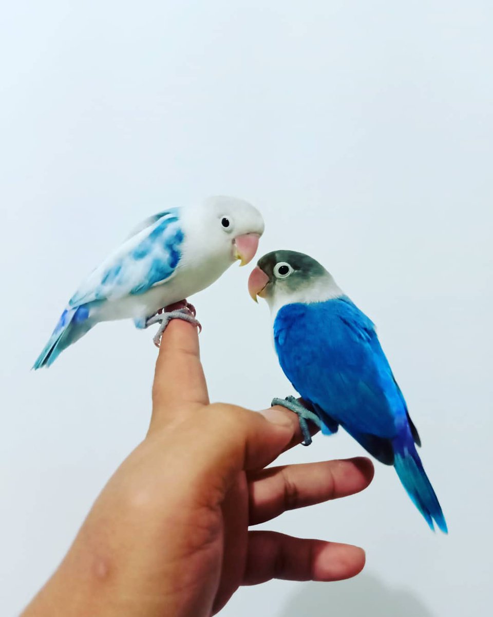 ConureParrot's tweet photo. So cute
#lovebird #Parrot #bird https://t.co/Qoom1q0HgZ