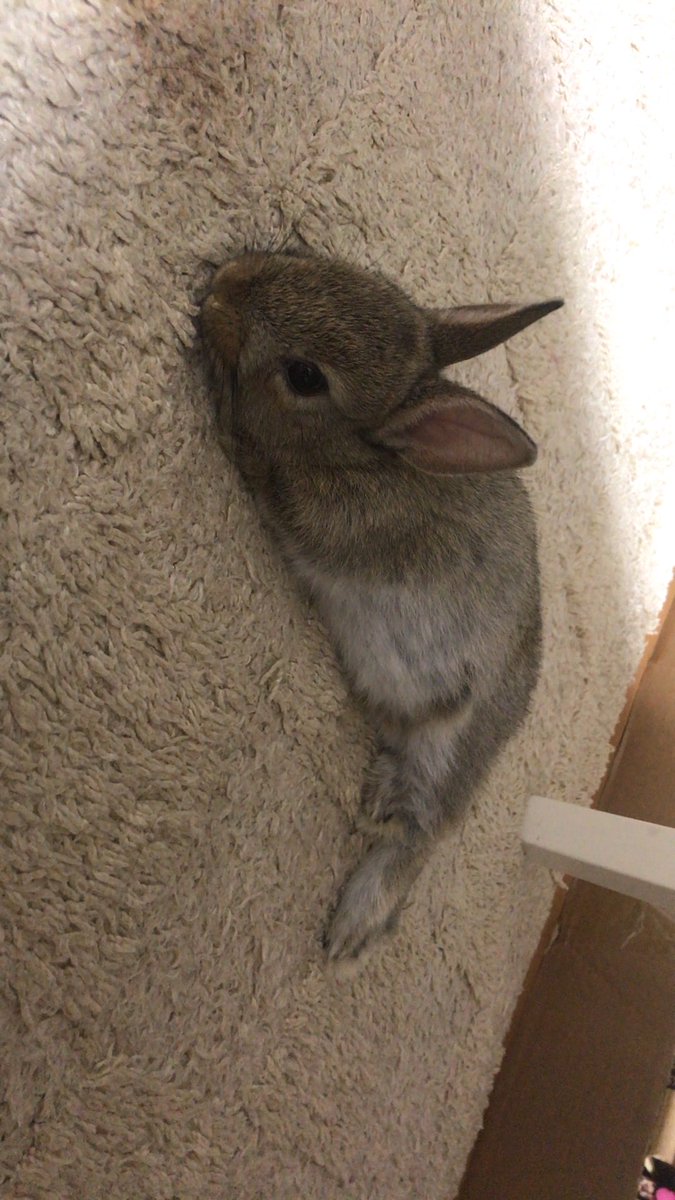 若き日のじじ
#うさぎ
#可愛いやつ