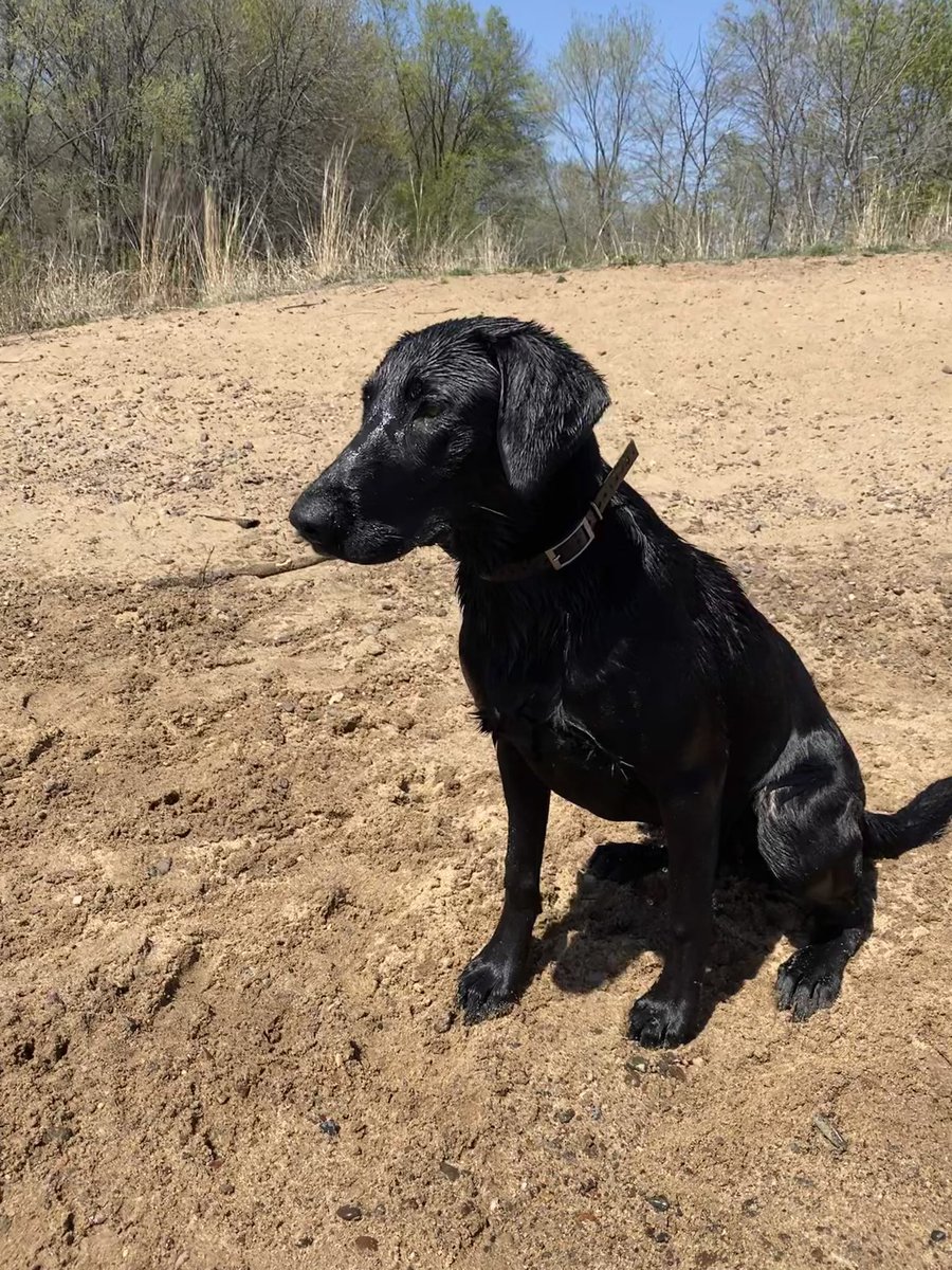 drewski1994's tweet photo. @BuschBeer #BuschBarkBracket #Contest Harley has been a fan of Busch Dog Brew since she was a puppy. Especially enjoys a cold one with her parents after a long day of hunting. https://t.co/51tnjEY00Z
