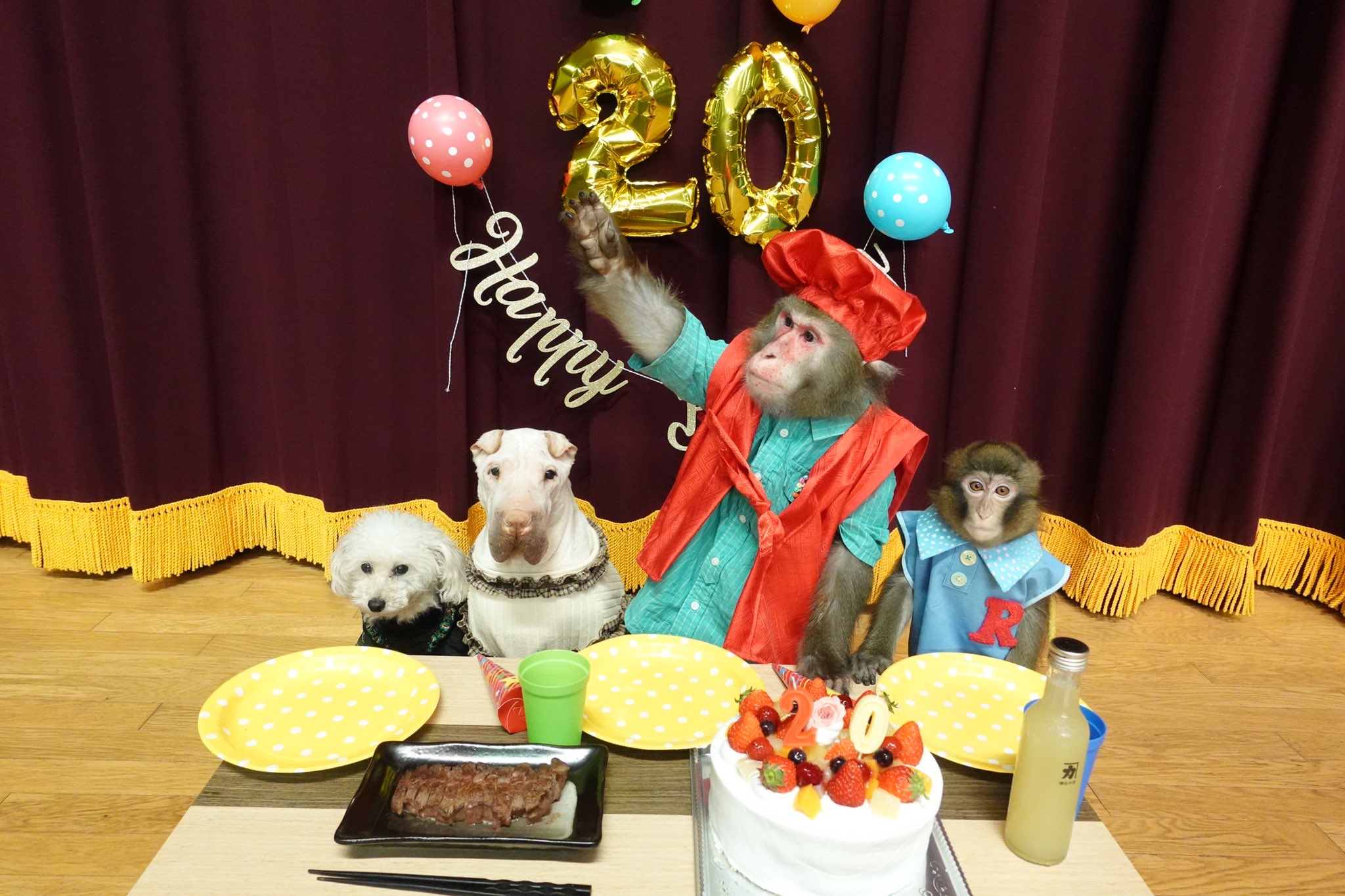 プーキーズ 世界一可愛いニホンザルのカイくん 歳になりました 健康に 元気にこの日を迎えられたことを心から嬉しく思います そして この節目を皆さんにこんなに祝ってもらえて幸せです やりたいことが多すぎて お誕生日動画がたくさん上がり