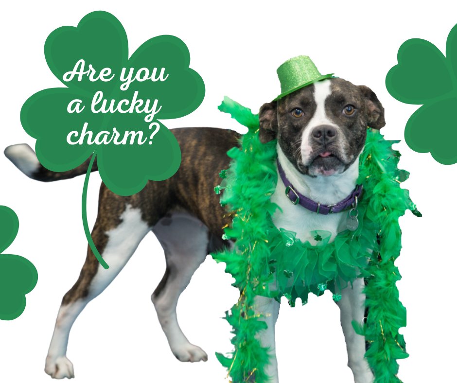 Are you a lucky charm?  Our pups sure hope so!

We have so many adult dogs at the shelter who are in need of a bit of Irish luck &amp; a good home.  Take advantage of our adult dog adoption special this week 17th-20th, $50 per pet.