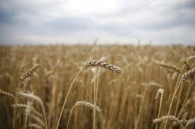 TheoDJager's tweet photo. The drastic shortage of fertilizers all over the world opens the opportunity to put the narrative to the test that the world can be fed by farming practices without synthetic fertilizers and crop protection https://t.co/0wPL3BXB7B