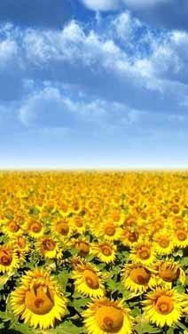 MUG27082015's tweet image. 早くのんびりゆったり過ごせますように🌻