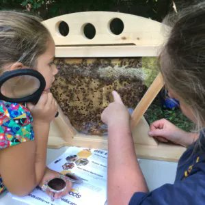 Beepods's tweet photo. Check out our Bee Viewer!
This is SO cool! The viewer is a portable observation hive that fits one bar of fully drawn-out comb from a top bar hive.
https://t.co/RuLb8wyJg3
#Savethebees #Beepods #Favorite #Honey #Bees #Savethebees #BeekeepingEquipment #BeekeepingToolsLearning https://t.co/RFmak8Yer9