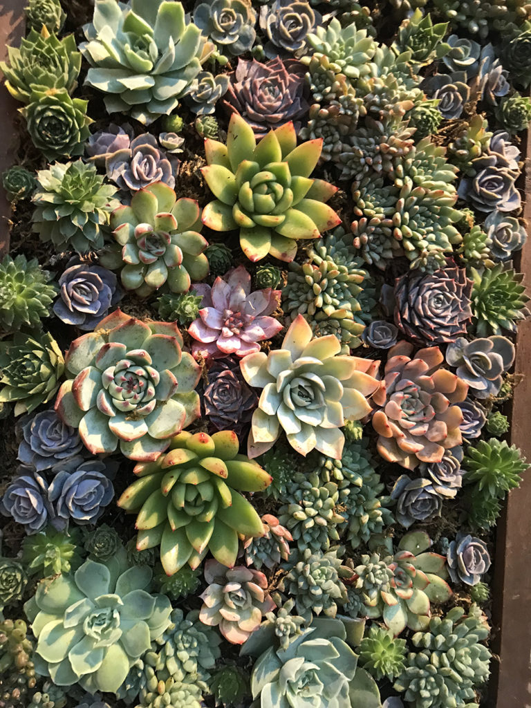 TEGmagazine's tweet photo. Here’s some ideas on how to bring the beauty of nature to your cityscape. https://t.co/BLrWKuHiq4

#garden #gardening https://t.co/1dWJ3rObs1