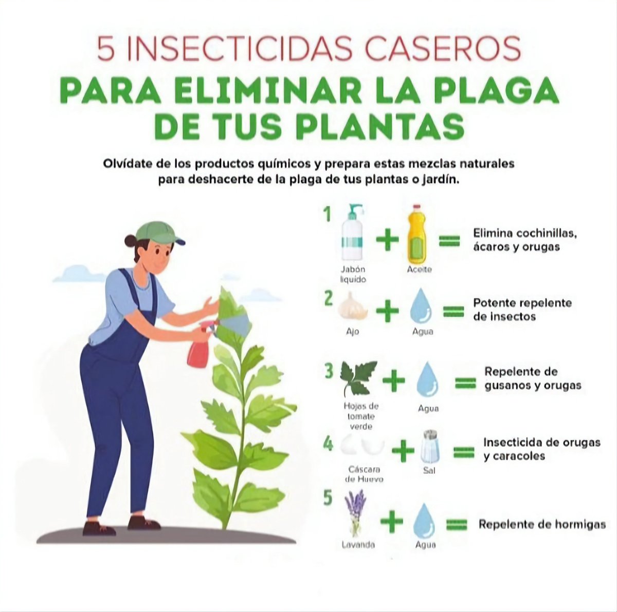 InteresAgro's tweet photo. 5 insecticidas caseros para eliminar las plagas de tus plantas 👨‍🌾🌱 https://t.co/lExOKtYoeU