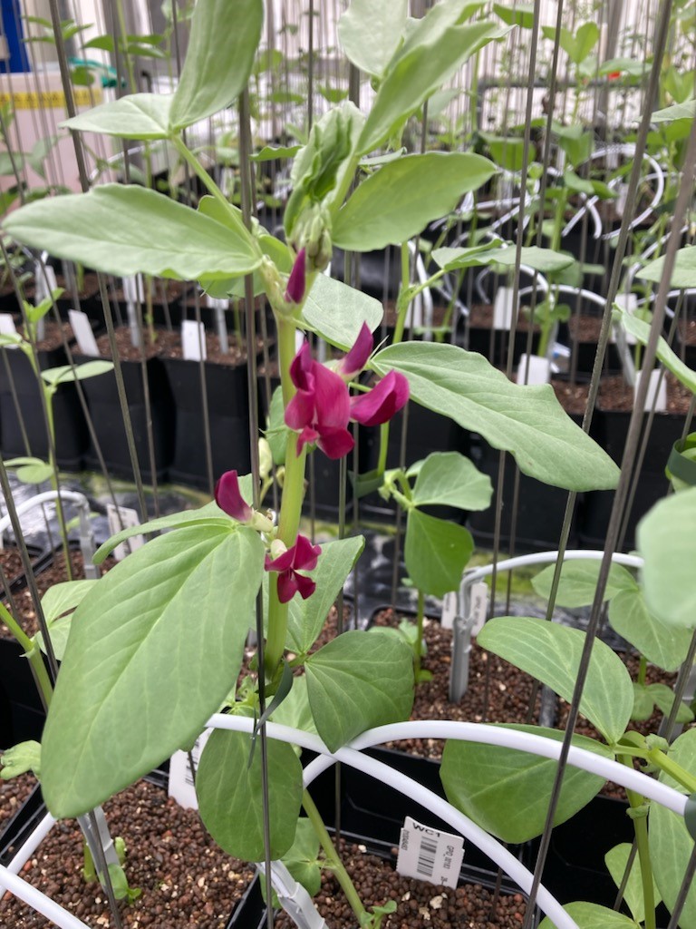 ⚡️Flashnews!
ProFaba boosts protein production in Europe by improving faba bean as a European protein crop!
🔎Curieus about the project results? 
bit.ly/3KKTisx
And join us on 10-12 May at Aarhus Denmark. 

<a href="/ProFaba_SusCrop/">PROFABA</a> <a href="/FACCEJPI/">@faccejpi</a>
