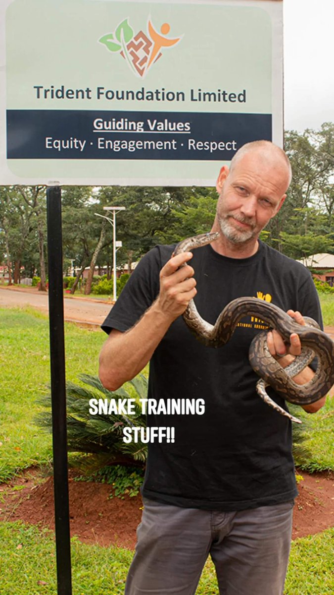 zambiansnakes's tweet image. #snakehandlingtraining
#Southernafricanpython