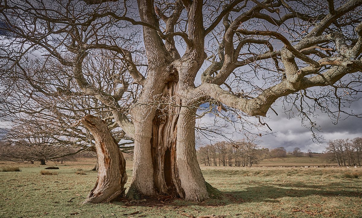 MatthewJThomas_'s tweet photo. The Welcome Oak, Petwoth Park. The combined girth of the 2 pieces is 8.85m, making it the 6th largest English Oak in #Sussex. Older than Salisbury Cathedral and a sapling when the Magna Carta was signed, it's no.  58573 in the ancient tree inventory @PetworthNT @PetworthUK https://t.co/077HpItKKy