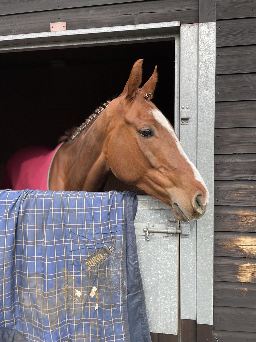 KateTracey12's tweet photo. Looking forward to leading this little one up later in the Fred Winter #Feigh https://t.co/XU9AbwpnvU
