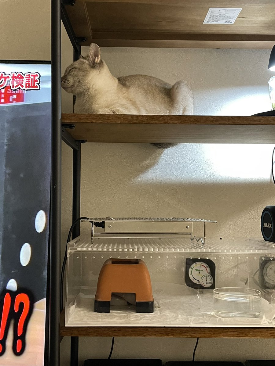 30秒クロッキーねこ 