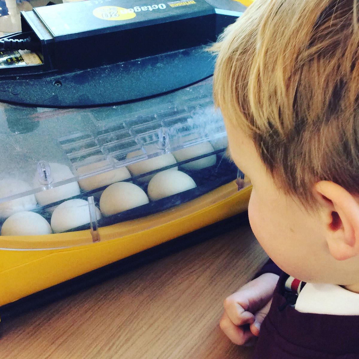 WinmarleighCofE's tweet photo. Children in class 1 are patiently waiting for the chicks to hatch… watch this space.
#learningaboutnature #lifecycles #hatchingeggs #keystage1 https://t.co/beLBnuUaNz