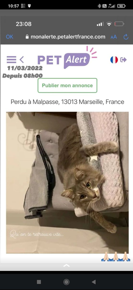 IRusso13's tweet photo. Je sais que je n'ai pas beaucoup de followers mais si la magie de Twitter pouvait fonctionner🙏
C'est le chat d'une amie, elle est désespérée. Faites tourner svp. Faut qu'on le retrouve. Merci beaucoup 🙏🤞 https://t.co/Q2LpKBxkFq