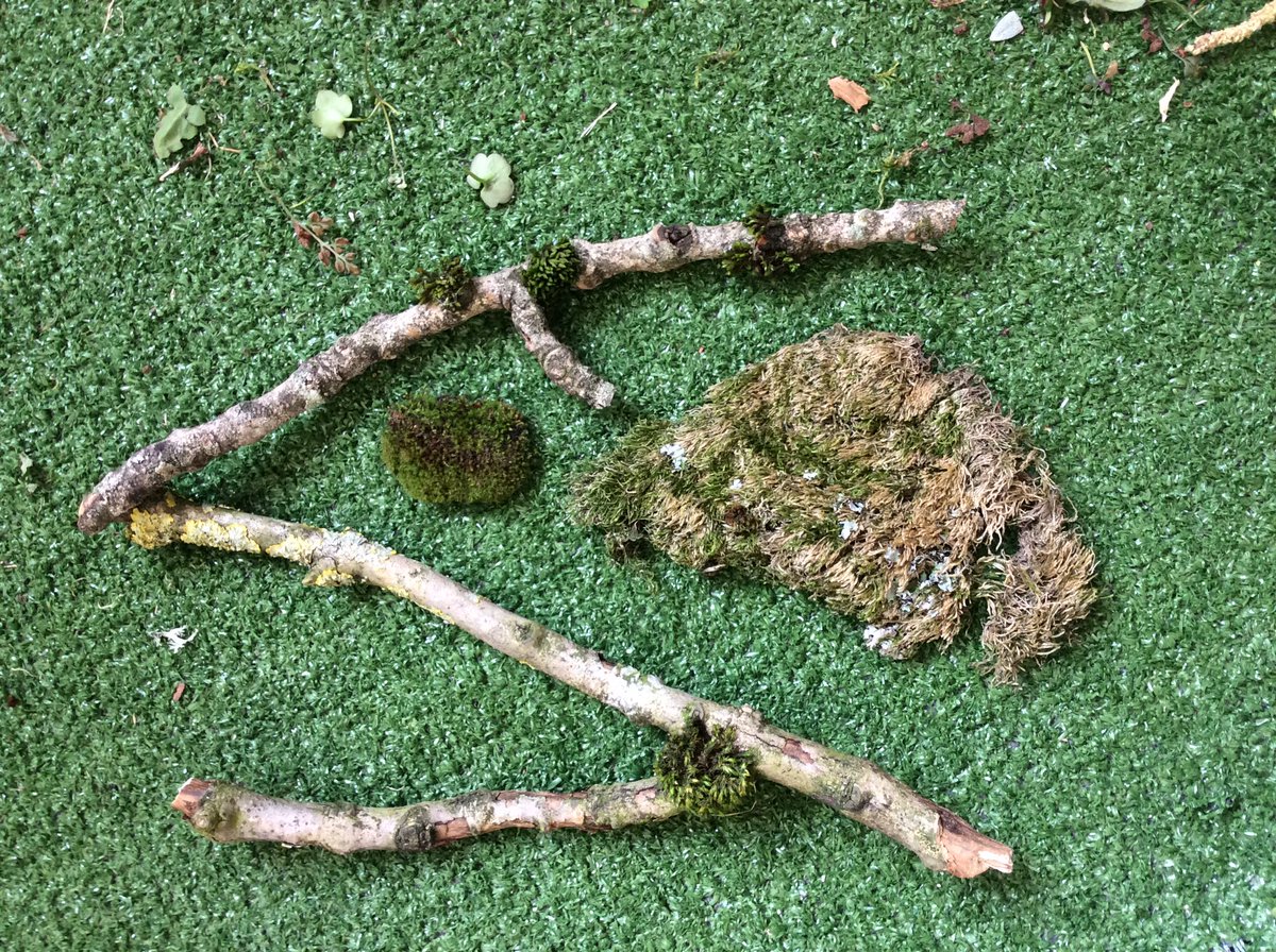 MrsConway01's tweet photo. We enjoyed being ‘Nature Detectives’ observing plants around the school. We discovered ‘Lichen’ we then researched using our ThinkPads 👨🏻‍💻 @fcwpa @SharonPascoe123 https://t.co/kboOlRbarh