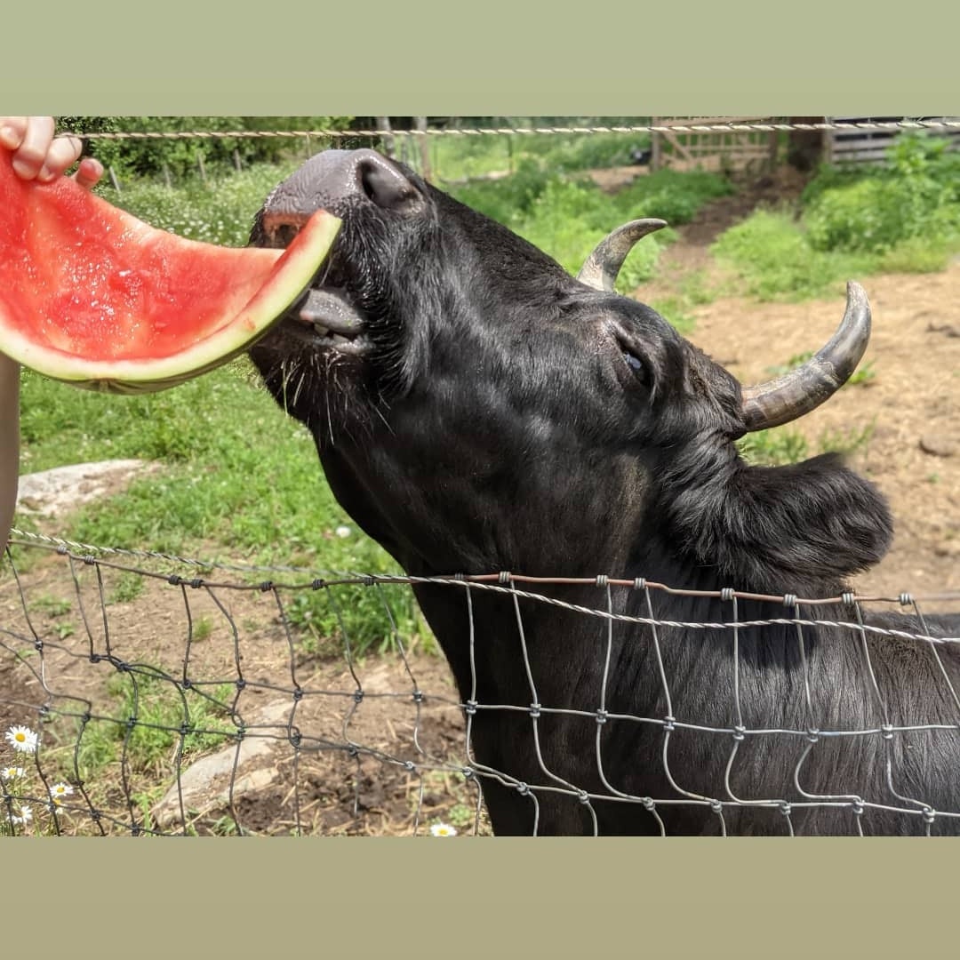 TheClaraCow's tweet image. Summer is coming soon! 
I can just taste it! 
-Clara Cow
❤️🐄😊🐄❤️
#vegan #dextercow #farmsanctuary #petcow #miniaturecow #cow #farmher #vegetarian #cutecow #furbaby #SpringForward #spring2022 #SummerVibes #summer2022 #summertime