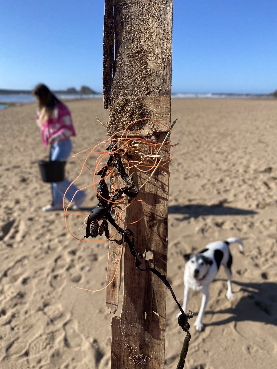 CleanerSeasGroup™️ tweet media