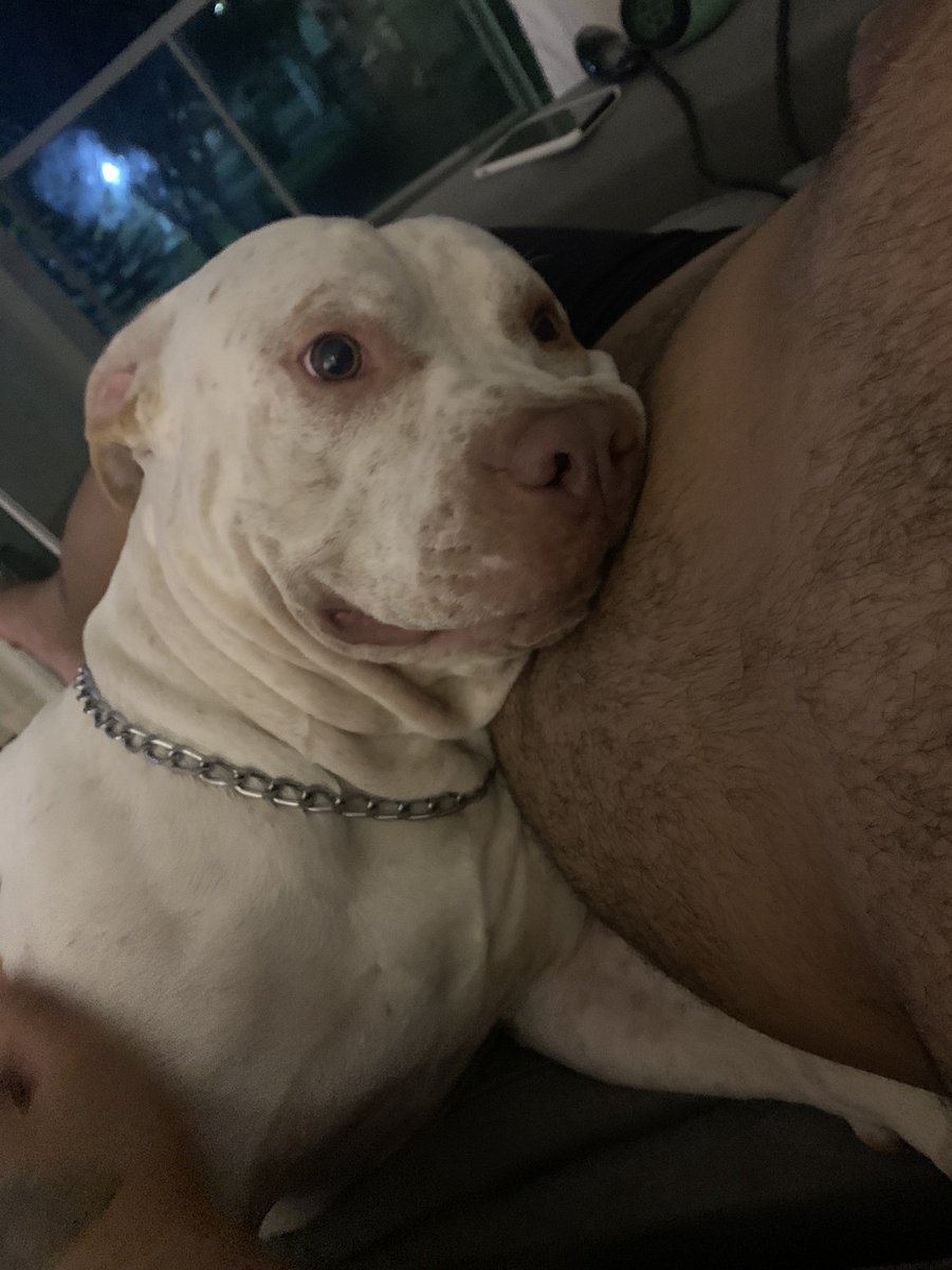 ofoco_'s tweet image. Mande fotos do seu dog fofinho/ou não na DM