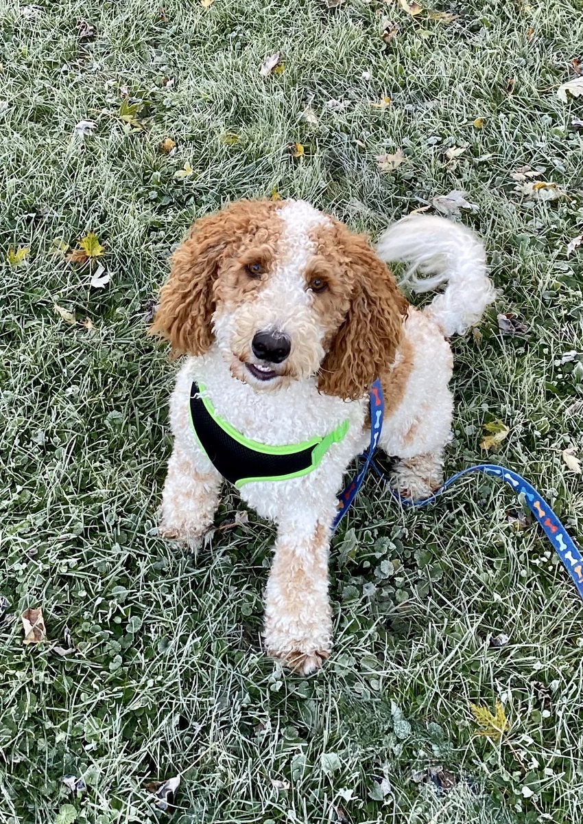 createurownart's tweet photo. Just a happy dog sending out happy thoughts to everyone today:) #dogsoftwitter #happypupper #TuesdayThoughts #smiles https://t.co/fYP0q9nwZC