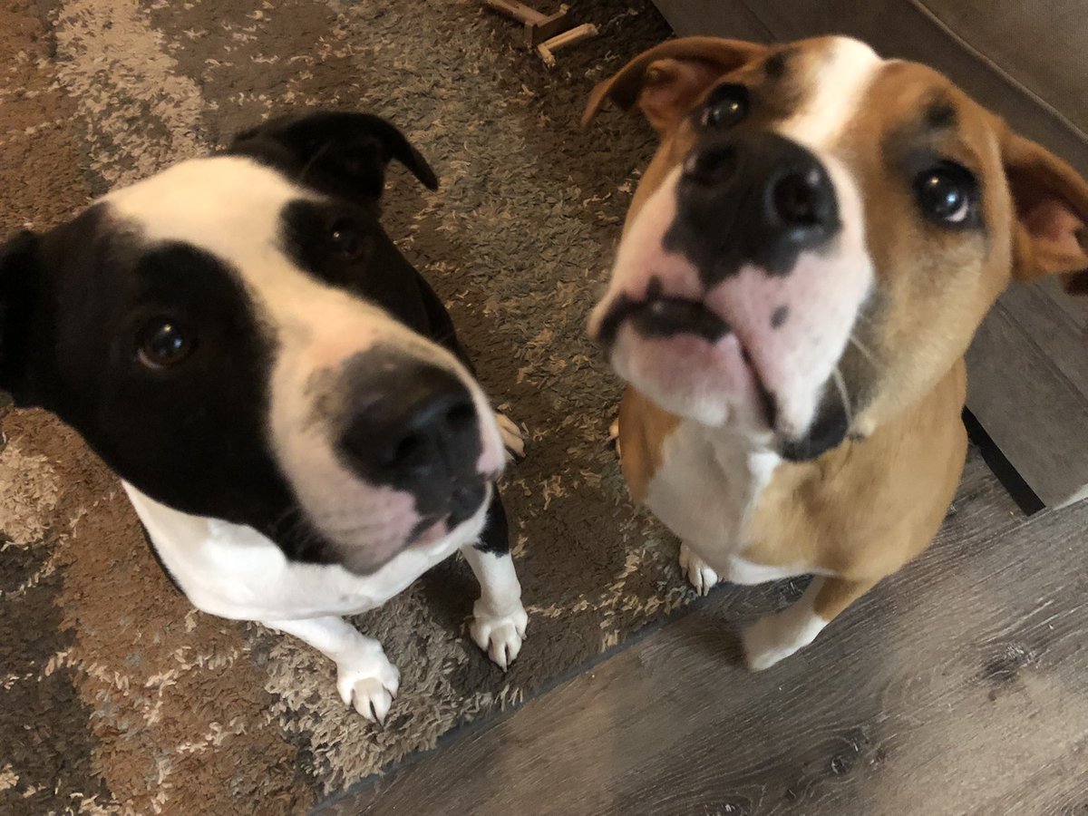 gordo_dog's tweet photo. Hello friends out there, can @ZekeTheDog1 #Zeke and I get a #boop #BoopSnoot #Snoot back? Here is a double boop back to you! #dogsoftwitter #twitterdogcommunity #zekethefreak #feedzeke #gordothedog #zekethedog #woof #arizonapups #tuesdayvibe https://t.co/4vtbp7Q4P0