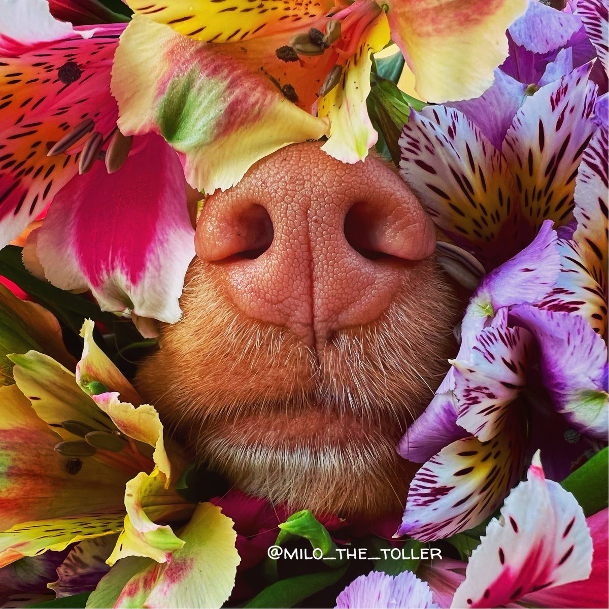 Alstroemerias are one of my favorite flowers to grow in the garden. They are the perfect flower to bring in the house for flower arrangements and last for weeks! Plus they come in so many pretty colors! #alstroemeria
# boopmynose #boop #flowers #flowerboop #flowersofinstagram