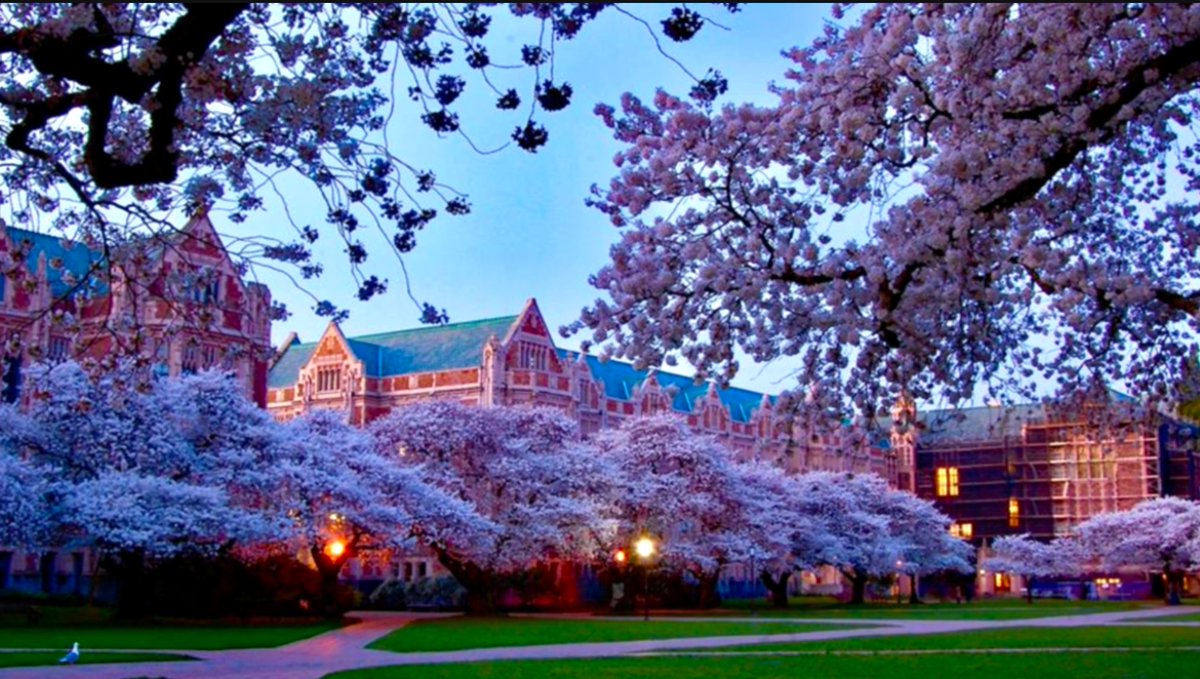 bonbon11214's tweet photo. #アメリカ で #お花見🌸
ワシントン大学(UW)

D.C.ではなくワシントン州の方
大学構内に植えられた見事なソメイヨシノ🌸✨
この時期は学生だけでなく地元の人も
桜を見に集まってくるとか😌

#海外旅行 #シアトル #旅 #旅行 #旅行好きな人と繋がりたい  #旅好きな人と繋がりたい https://t.co/GRWydznWmW