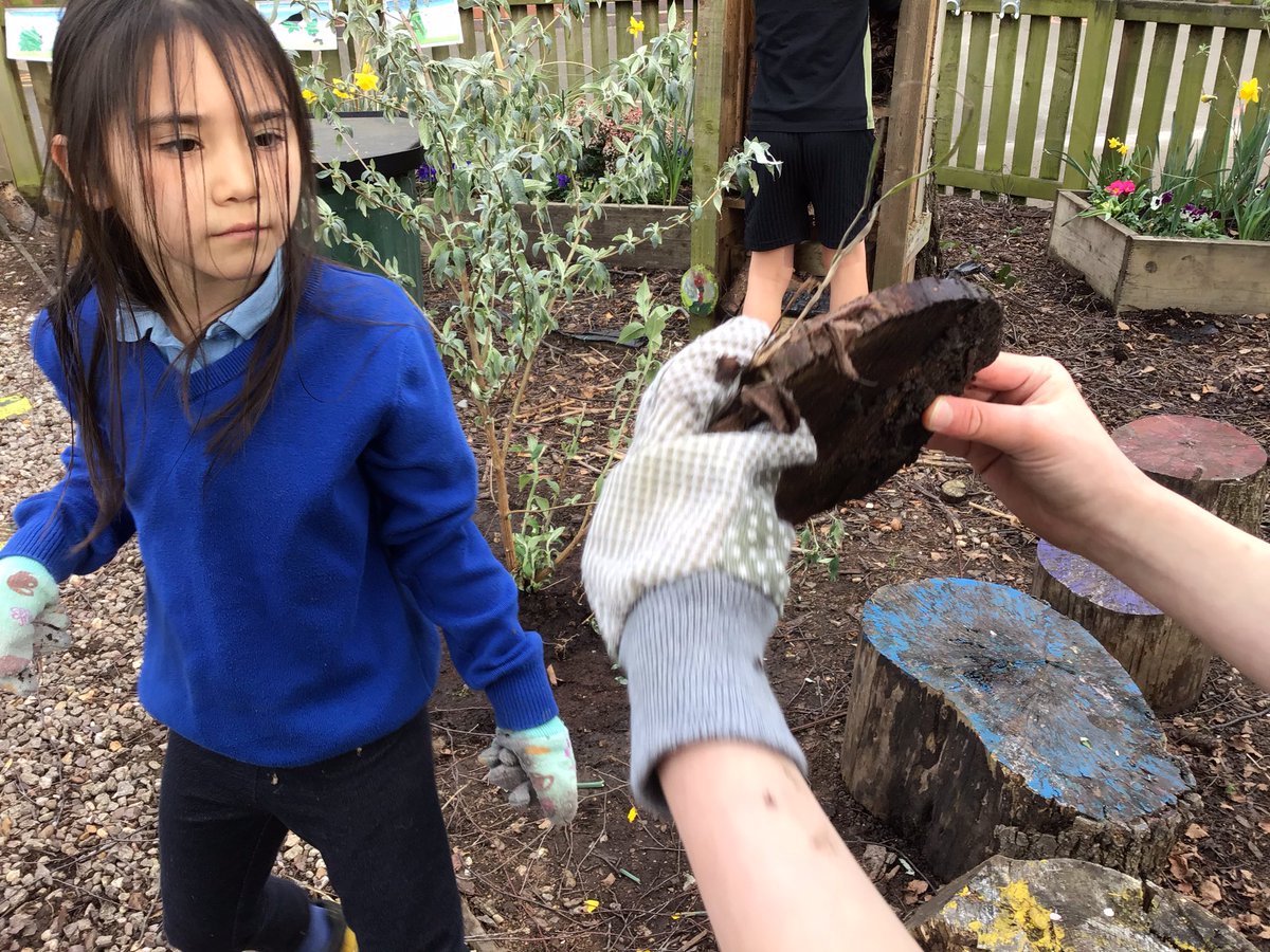 ClaphamTerrace1's tweet photo. Year 3 COL have renewed the bug hotel and found lots of different guests who were visiting! They also planted a buddleia shrub to attract butterflies to the nature area. #bughunting #caringfornature https://t.co/OhwIruR2vF
