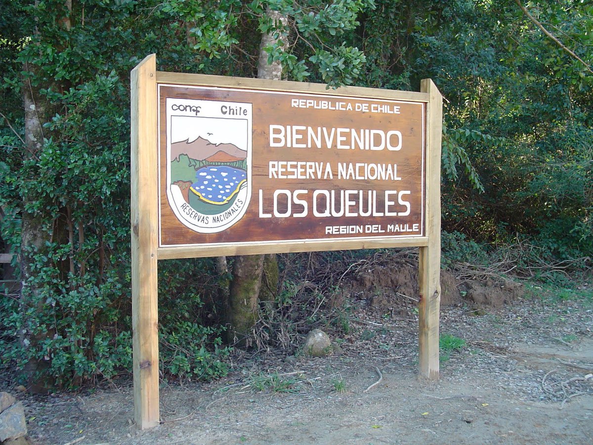 conaf_minagri's tweet photo. Ayer #CONAFMaule recordó los 27 años de vida de la Reserva Nacional Los Queules, comuna de #Pelluhue. En el lugar se protege al #queule o hualhual, especie en peligro de extinción; entre otras: pitao, hualo, peumo, maqui, quillay, arrayán, copihue, chilco. https://t.co/mzFx5992XU