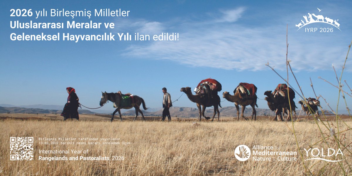 Geleneksel hayvancıların ve meraların küresel ölçekte tanınması ve desteklenmesi için sürdüğümüz savunuculuk faaliyeti bugün büyük bir başarı ile taçlandı: 2026 yılı Birleşmiş Milletler Uluslararası Meralar ve Geleneksel Hayvancılık Yılı ilan edildi! #IYRP2026