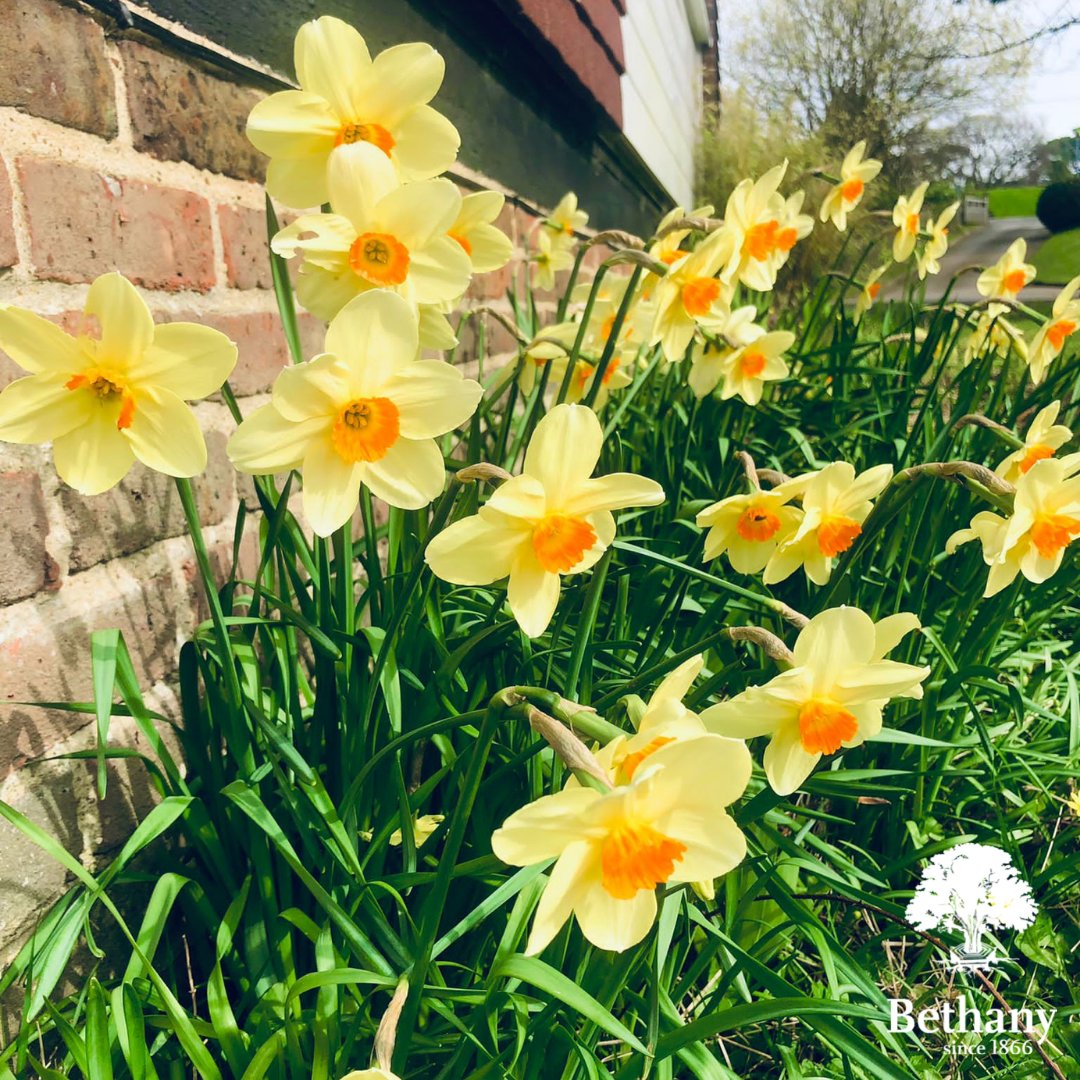 The first signs of spring spotted around Bethany School this afternoon 🌱🌳

#bethanyschool #kent #spring