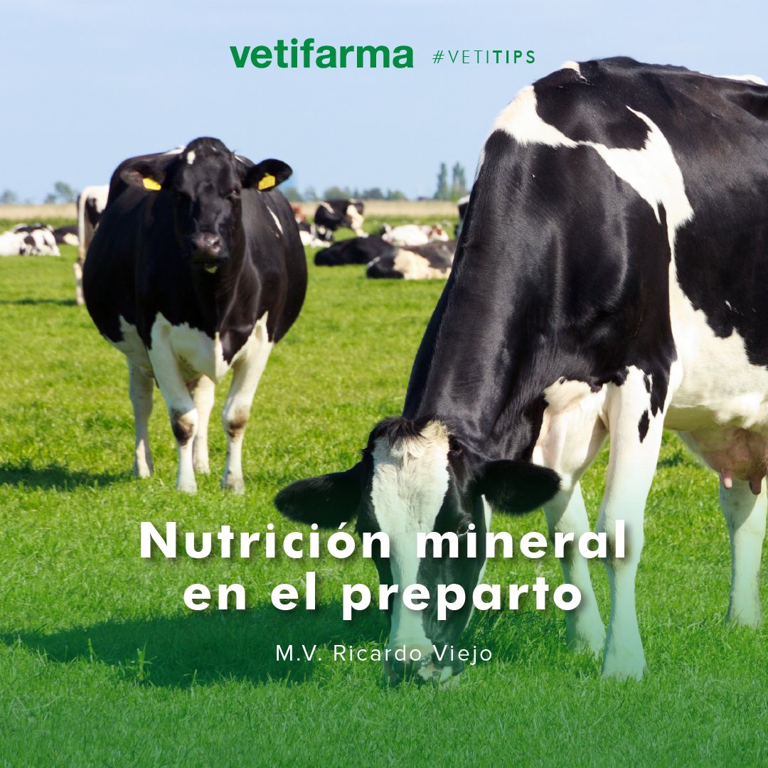 vetifarma's tweet photo. #VetiTips - NUTRICIÓN MINERAL EN EL PREPARTO
Los desbalances minerales en el preparto provocan pérdidas de alto impacto económico en los sistemas de producción. https://t.co/egg9YvM6mD