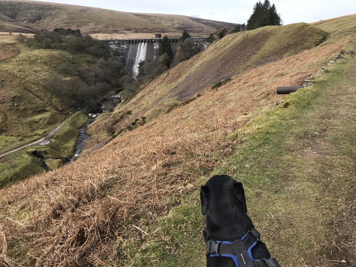 mikelewis1960's tweet photo. Hike 6: 2022 - First time exploring the #MynyddDuForest area of the #BlackMountains. Took in #ChwarelyFan (670m) and #BalMawr (607m) + trek to #GwyrneFawrReservoir. Dogs off lead in the forest & loved it πβπ¦Ί- @walkthebeacons @BreconBeaconsNP https://t.co/FkIVB4R7QG