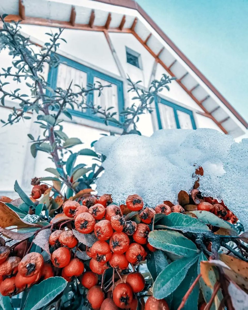 sflebanon's tweet photo. بشرّي ❄️🇱🇧
#Souwarfromlebanon 🇱🇧
🎥 @m_kay6
▪️Show the beauty of your so loved country by tagging or #hashtagging us #Souwarfromlebanon
#Lebanon #Nature #Photography #weather #winter #Snow #White #village #explore #explorelebanon #wonderful_places #wonderful https://t.co/wRVXFAh1Hq